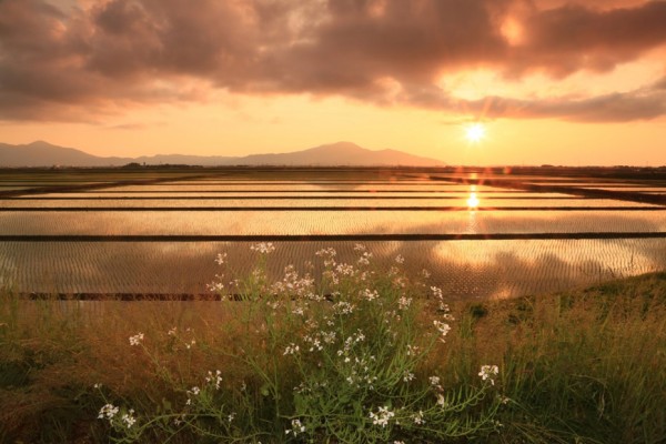 夕照の蒲原平野