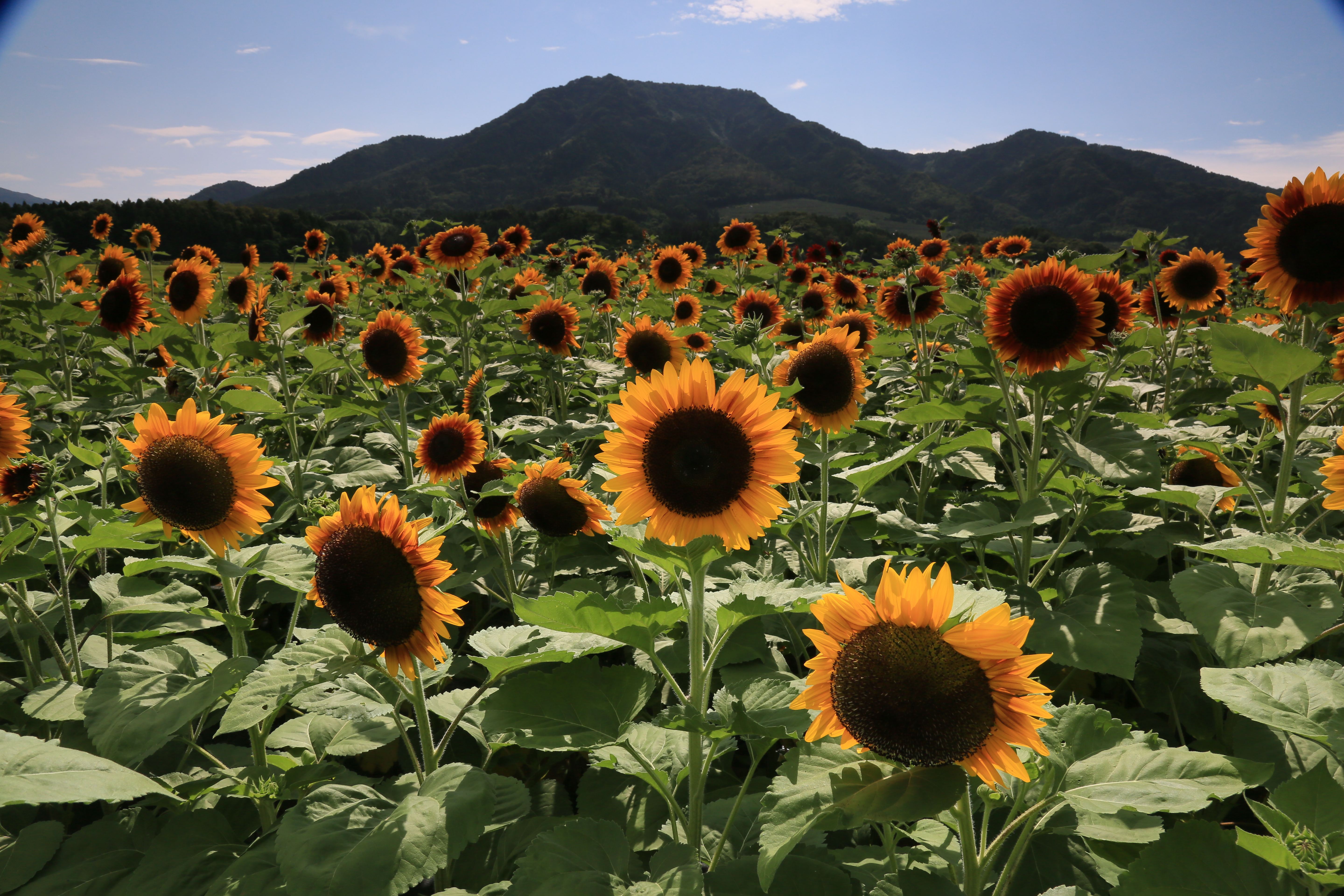 盛夏 | 新潟市美しい農村景観フォトギャラリー