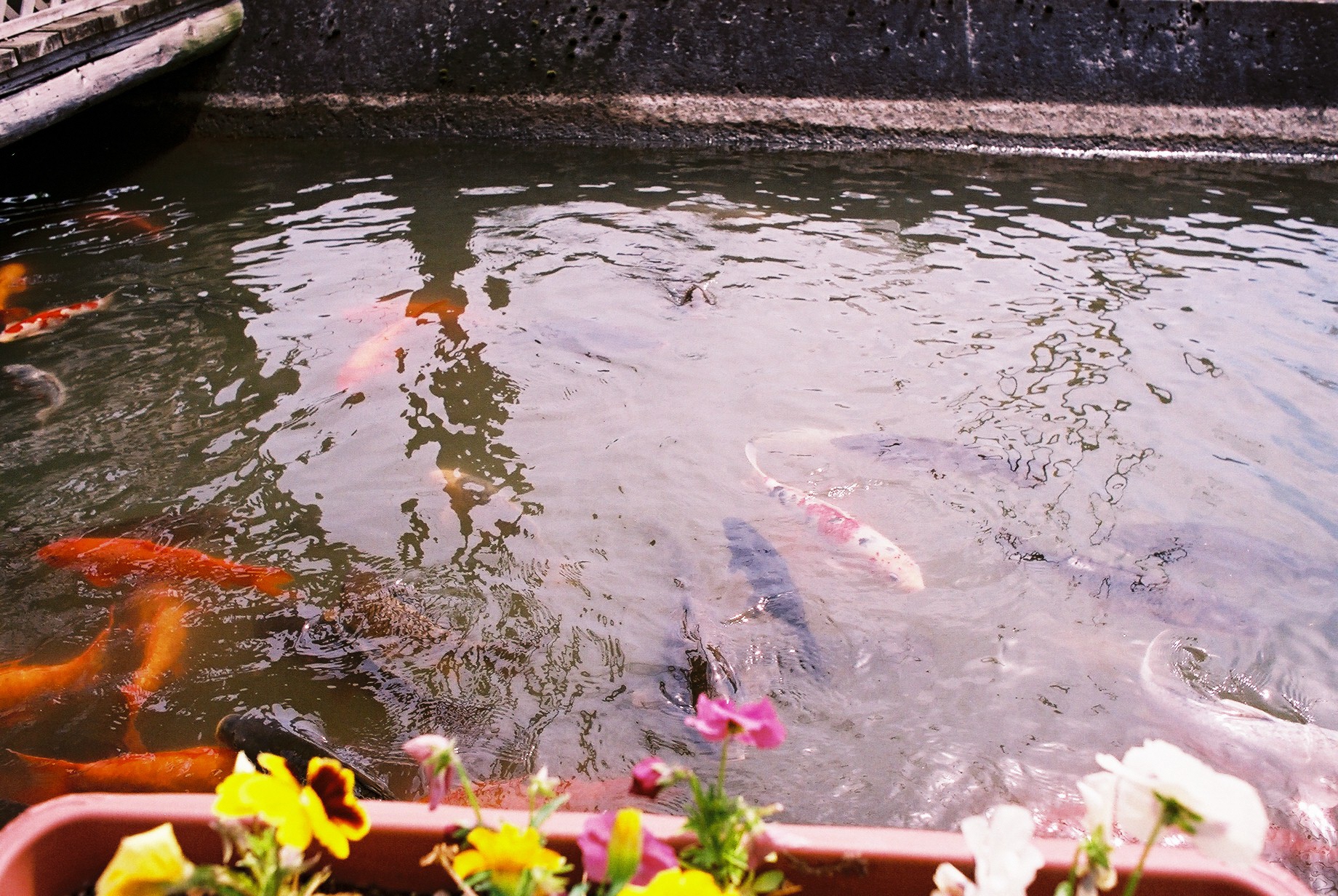 錦鯉と遊びましょう 新潟市美しい農村景観フォトギャラリー